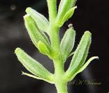  Fruits in inflorescence